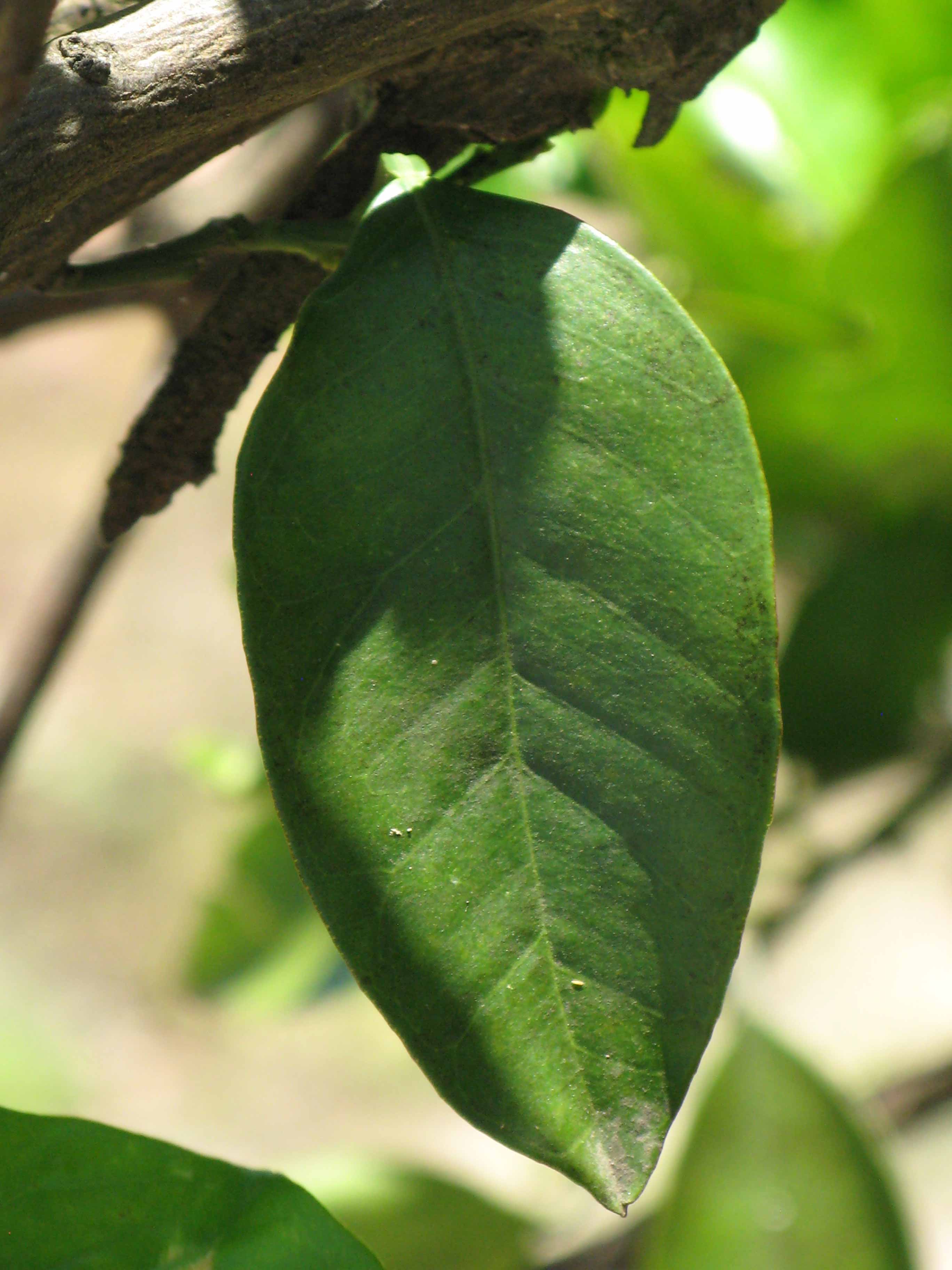            Unifoliolate leaf (Sanguinelli, Winter Haven, FL)   